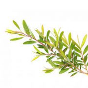 tea tree