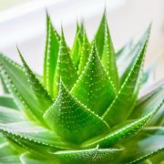 aloe